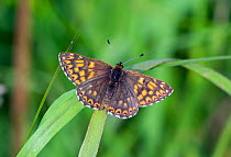 Duke of Burgundy butterfly (Hamearis lucina), Wiltshire, UK, May.