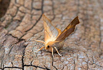 Dusky thorn moth (Ennomos fuscantaria) on bark, Wiltshire, UK, September.