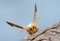 Dusky thorn moth (Ennomos fuscantaria) on bark, Wiltshire, UK, September.