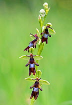 Fly orchid (Ophrys insectifera), Wiltshire, UK, June.