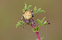 Four-spot orb-weaver (Araneus quadratus), Wiltshire, UK, August.