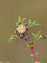 Four-spot orb-weaver (Araneus quadratus), Wiltshire, UK, August.