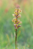 Frog orchid (Coeloglossum viride), Wiltshire, UK, June.