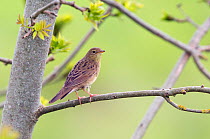 Grasshopper warbler (Locustella naevia) perched, Wiltshire, UK, May.