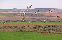 Great bustard (Otis tarda) males flying, Spain, March.