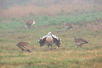 Great bustard (Otis tarda) male 'Pnk 2' displaying to females 'Blk 17', 'T5' and 'LO 25', Salisbury Plain, Wiltshire, UK, March. Wing tags digitally removed.