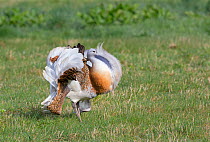 Great bustard (Otis tarda) male 'Blk 9', Salisbury Plain, Wiltshire, UK, April. Wing tag Digitally removed.