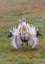 Great bustard (Otis tarda) male 'Blk 9', Salisbury Plain, Wiltshire, UK, March.