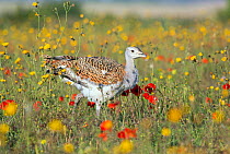 Great bustard (Otis tarda) juvenile male 'green 4' hatched in Wiltshire from eggs taken under licence in Spain.