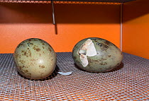 Great bustard (Otis tarda) eggs in incubator. Collected under licence from the Castilla-La Mancha region of Spain.