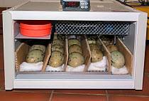 Great bustard (Otis tarda) eggs in incubator.  Collected under licence from the Castilla-La Mancha region of Spain.