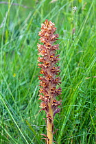 Greater broomrape (Orobanche rapum-genistae) Wiltshire, UK, June.