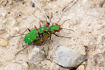 Green tiger beetle (Cicindela campestris) mating, Salisbury Plain, Wiltshire, UK, June.