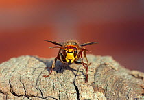 Hornet (Vespa crabro), Wiltshire, UK, July.