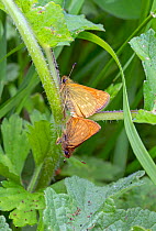 Large skipper butterfly (Ochlodes venata) mating, Wiltshire, UK, June.
