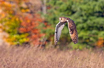 Long-eared owl (Asio Otus) flying. Captive, native to the Northern Hemisphere.