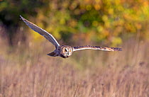 Long-eared owl (Asio Otus) flying. Captive, native to the Northern Hemisphere.