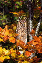 Long-eared owl (Asio Otus) perched. Captive, native to the Northern Hemisphere.