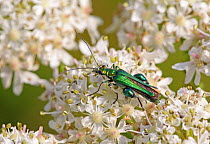 Beetle (Oedemera nobilis) male, Wiltshire, UK, July.