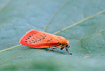 Rosy footman moth (Miltochrista miniata) on leaf, Wiltshire, UK, July.