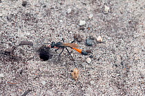 Sand wasp (Ammophila sabulosa) at burrow entrance, Arne, Dorset, UK, July.