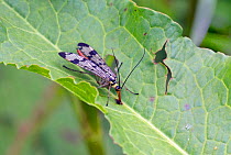 Scorpian fly (Panorpa communis) on leaf, Somerset Levels, UK, June.