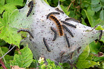 Small eggar (Eriogaster lanestris) communal web of caterpillars, Dorset, UK, June.