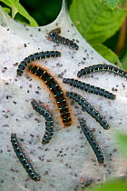 Small eggar moth (Eriogaster lanestris) communal web of caterpillars, Dorset, UK, June.