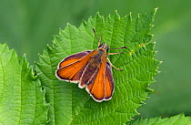 Small skipper (Thymelicus sylvestris) female, Wiltshire, UK, July.