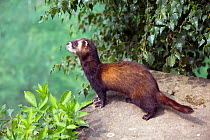 Western polecat (Mustela putorius), captive native to Central and Western Europe.