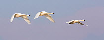 Bewick's swan (Cygnus columbianus) group flying, Gloucestershire, UK, December.