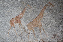 San rock paintings of giraffes, Matobo Hills, Zimbabwe. January 2011.