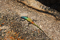 Agama (Acanthocercus atricollis) Matobo Hills, Zimbabwe. January 2011.