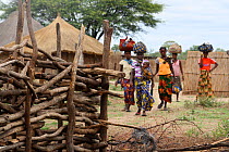 Lozi women carrying loads on heads, with cattle kraal (enclosure)  in the foreground, Sioma Nqwezi Park, Zambia. November 2010.