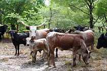 Cattle owned by Lozi people, Sioma Nqwezi Park, Zambia. November 2010.