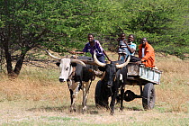 Lozi men riding cattle pulled cart, Sioma Nqwezi Park, Zambia. November 2010.