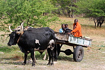 Lozi men riding cattle pulled cart, Sioma Nqwezi Park, Zambia. November 2010.