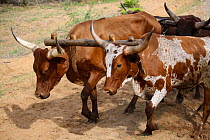 Cattle team, Sioma Nqwezi Park, Zambia. November 2010.
