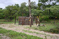 Elephant corridor with electric fence to keep away from local farms, Sioma Nqwezi Park, Zambia. November 2010.