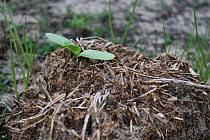 Seed germinating / growing in Elephant dung , Sioma Nqwezi Park, Zambia. November 2010.