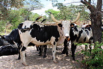 Cattle kept by Lozi people, Sioma Nqwezi Park, Zambia. November 2010.