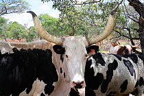 Cattle kept by Lozi people, Sioma Nqwezi Park, Zambia. November 2010.