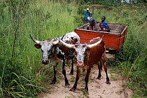 Lozi people in cart pulled by cattle,  Sioma Nqwezi Park, Zambia. November 2010.