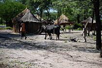 Lozi village, with huts and men leading cattle for ploughing, Sioma Nqwezi Park, Zambia. November 2010.