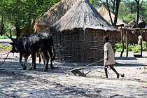 Lozi village, with huts and men leading cattle for ploughing, Sioma Nqwezi Park, Zambia. November 2010.