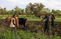 Lozi men ploughing with cattle, Lozi People, Sioma Nqwezi Park, Zambia. November 2010.