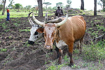 Cattle used by Lozi people to plough, Sioma Nqwezi Park, Zambia. November 2010.