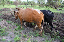 Cattle used by Lozi people to plough, Sioma Nqwezi Park, Zambia. November 2010.