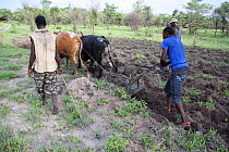Lozi men loughing with cattle, Lozi People, Sioma Nqwezi Park, Zambia. November 2010.