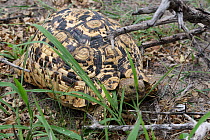 Leopard tortoise (Stigmochelys pardalis), Bwabwata Conservancy, Namibia.